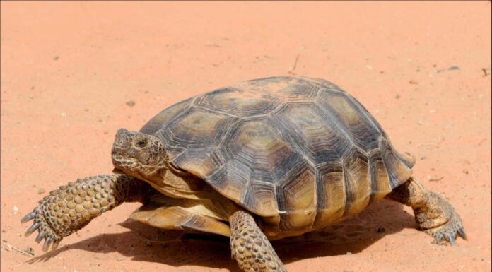 10 fatti incredibili sulla tartaruga del deserto

