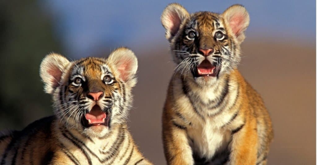 tigri siberiane contro tigri del bengala