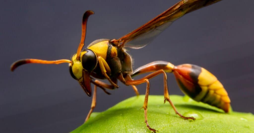 Giacca gialla contro vespa di carta - vespa di carta da vicino