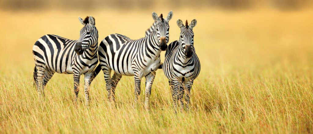 Gruppi di animali - Lo zelo delle zebre