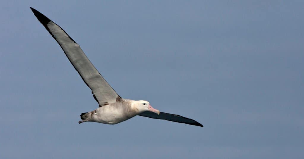 Il Tristan Albatross non matura fino a quando non compie 10 anni.
