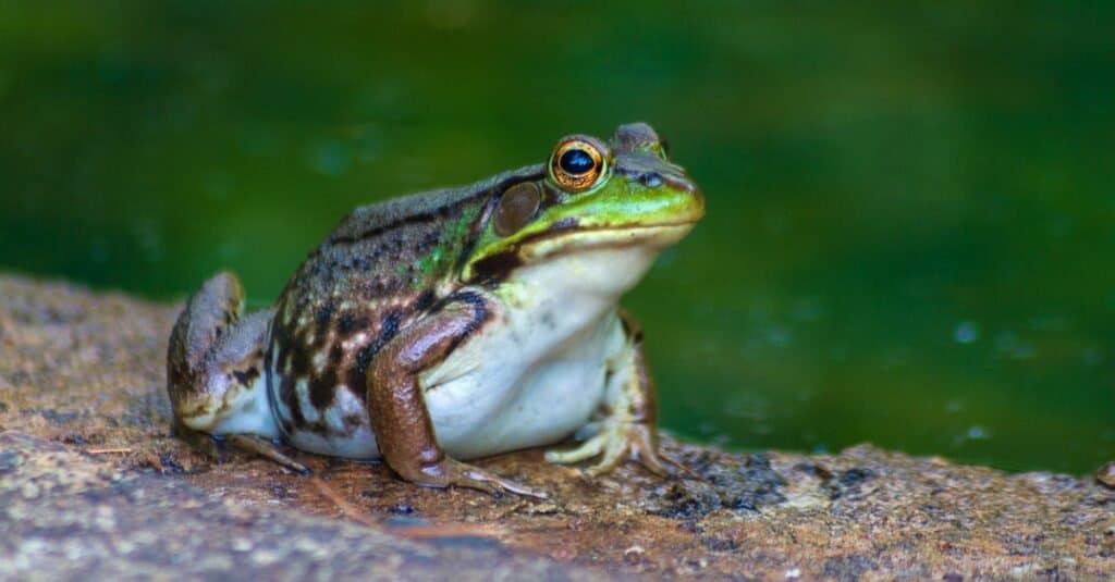 Animali che possono vedere la rana toro a infrarossi