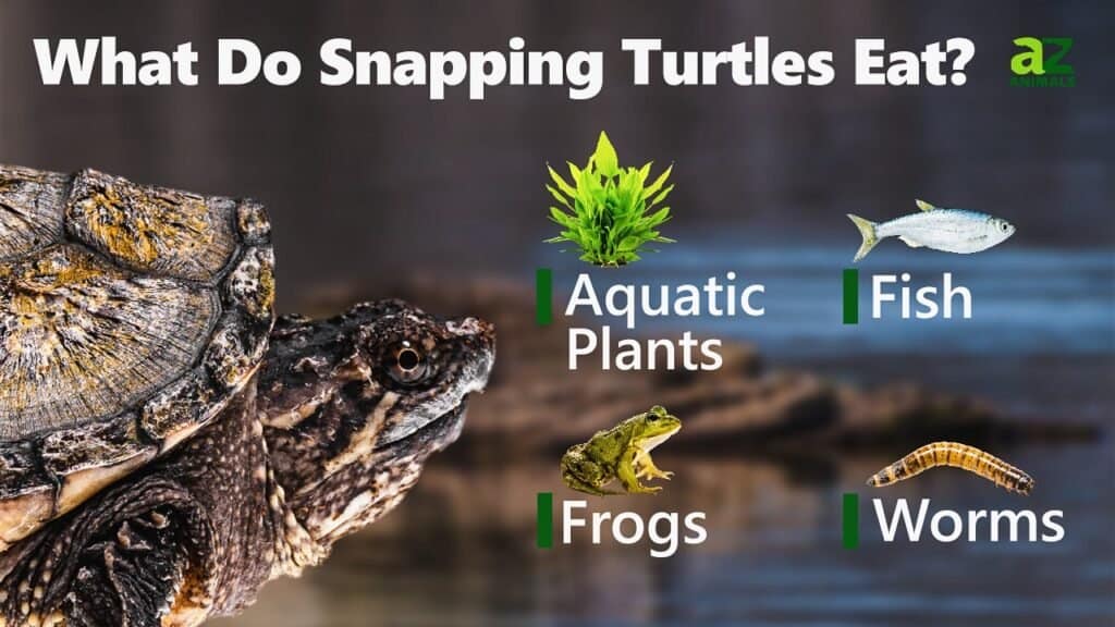 Cosa mangiano le tartarughe azzannatrici