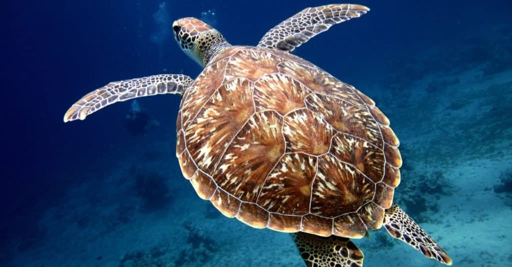 Caretta contro tartaruga marina verde