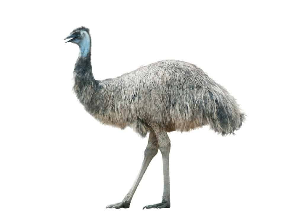 Emu isolato su uno sfondo bianco