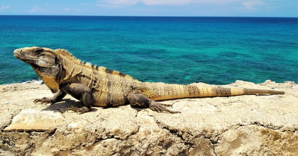 Iguane colorate - Iguana dalla coda spinosa dello Yucatan