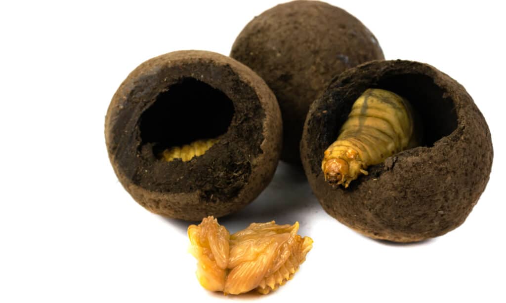 Cosa mangiano gli scarabei stercorari - Larva dello scarabeo stercorario