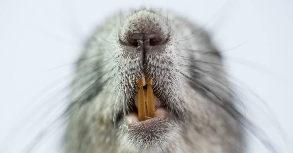 Denti di scoiattolo - Scoiattolo che mostra i suoi denti
