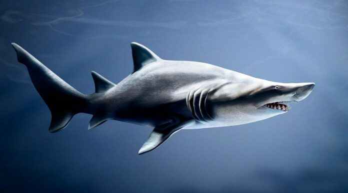 10 fatti incredibili sullo squalo tigre della sabbia
