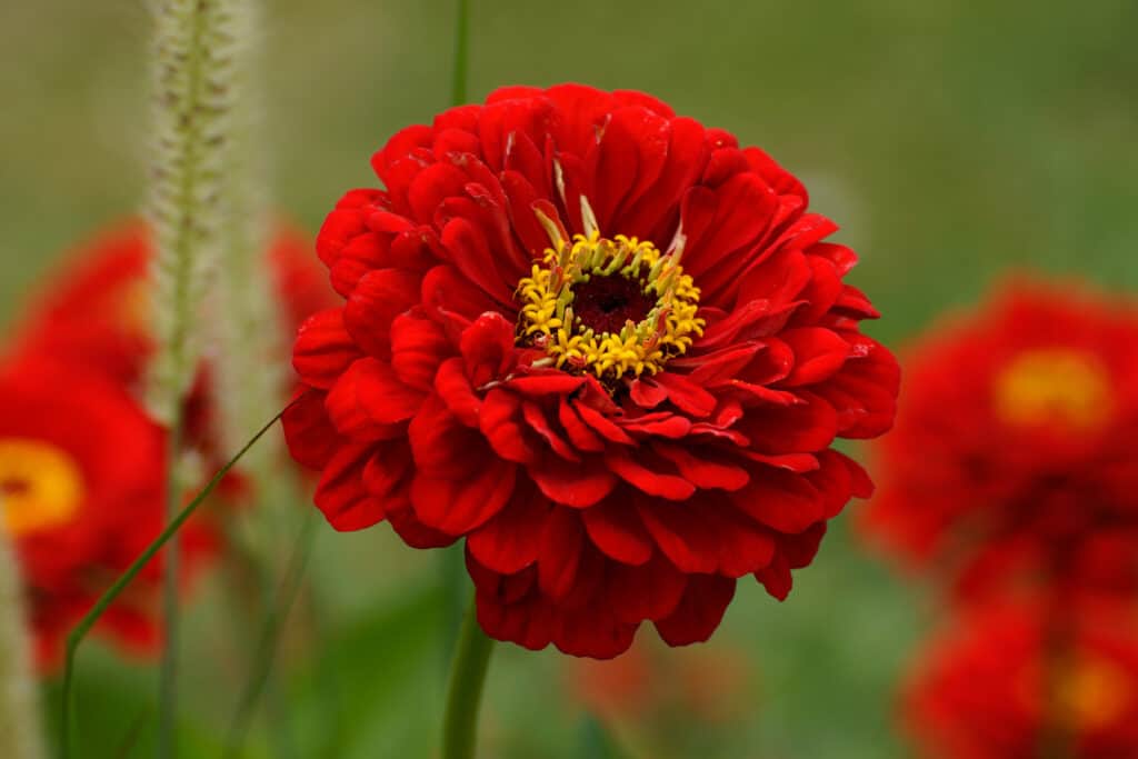 Grande fiore rosso della dalia in un giardino