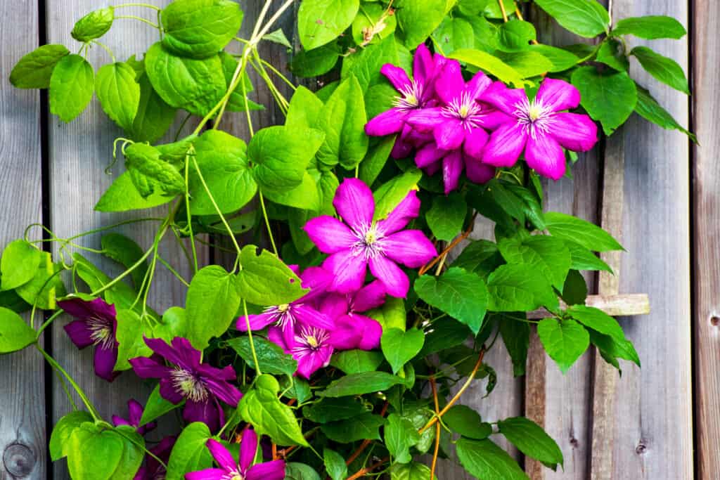 La clematide rosa scuro fiorisce su uno sfondo di recinzione in legno