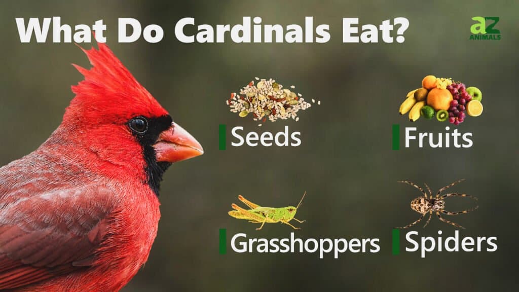 Immagine cosa mangiano i cardinali