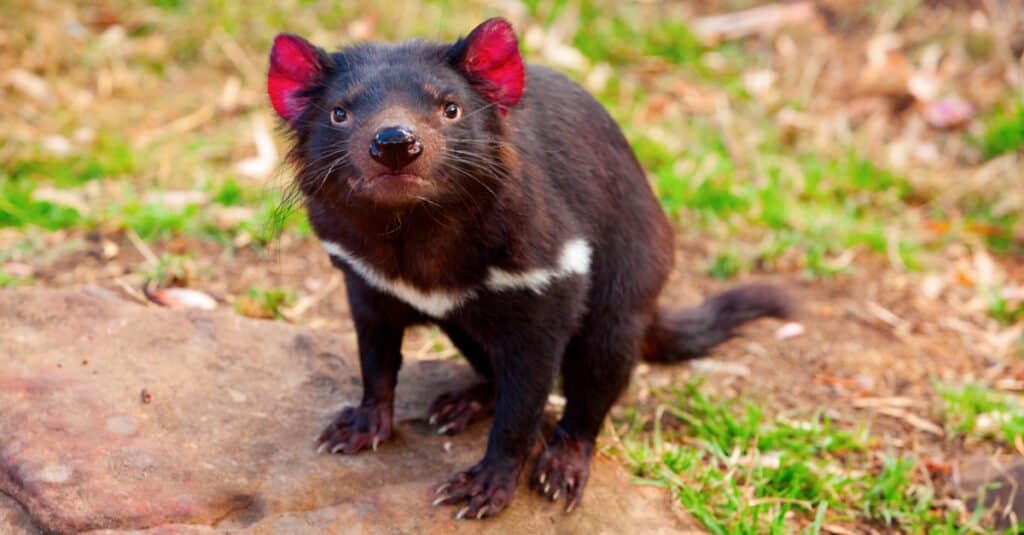 Animali che brillano - Diavolo della Tasmania