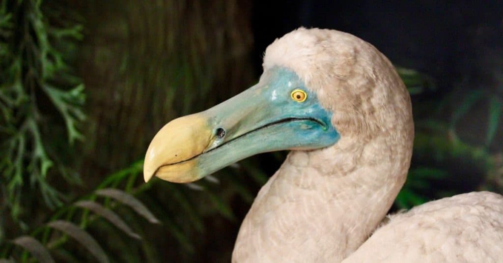 Il dodo (Raphus cucullatus) è un uccello incapace di volare estinto che era endemico dell'isola di Mauritius.