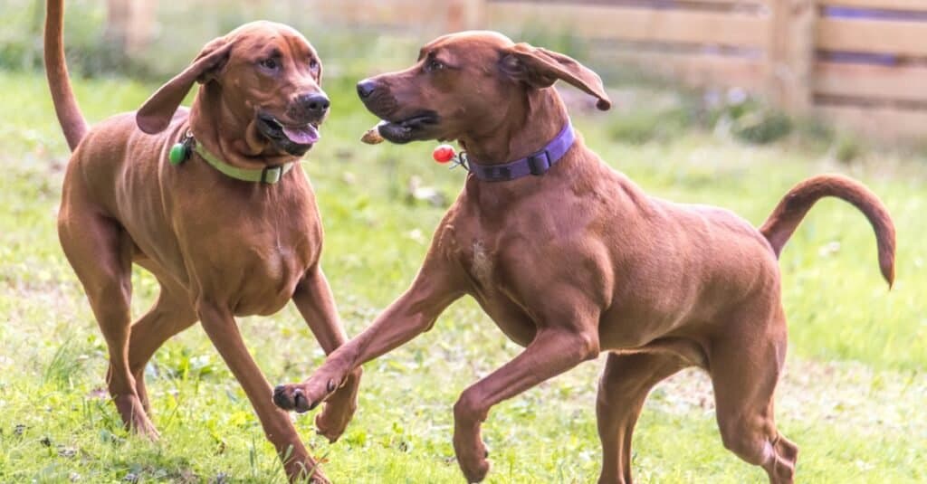 I cani di Redbone Coonhounds giocano allegramente.