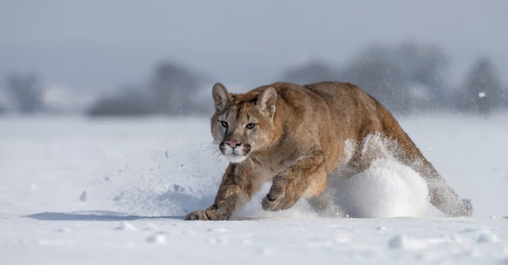 I gatti più veloci: Cougar