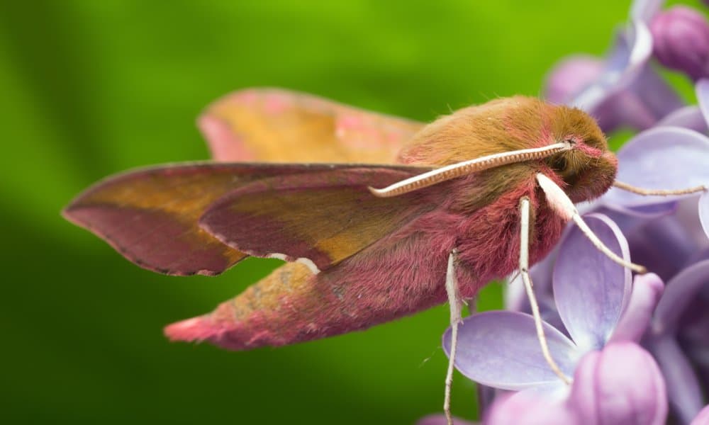 Falena (Gynnidomorpha Alisman) - sul fiore