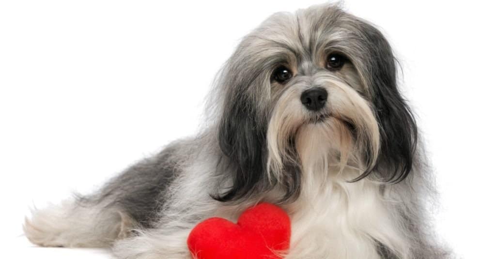 Un simpatico amante San Valentino cane ragazzo Havanese con un cuore rosso isolato su sfondo bianco