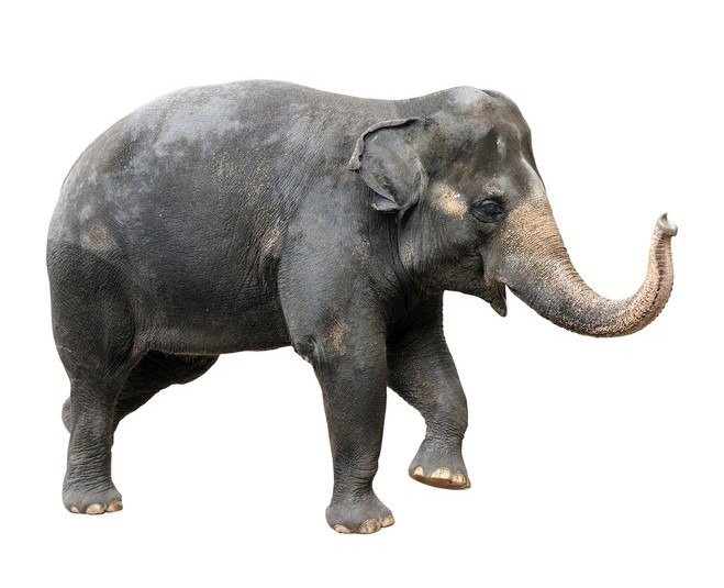 Elefante asiatico isolato su sfondo bianco