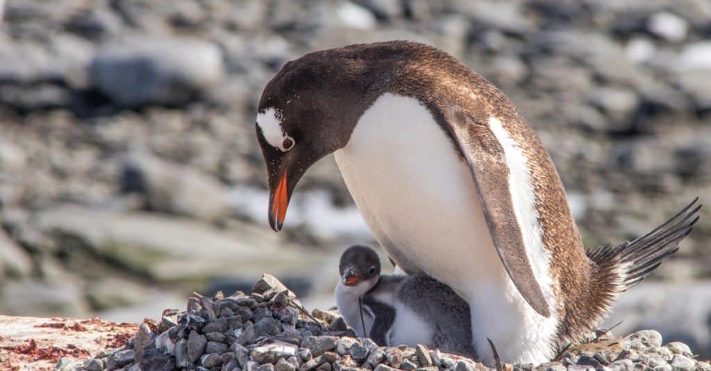 Una mamma pinguino Gentoo e il suo pulcino in Antartide