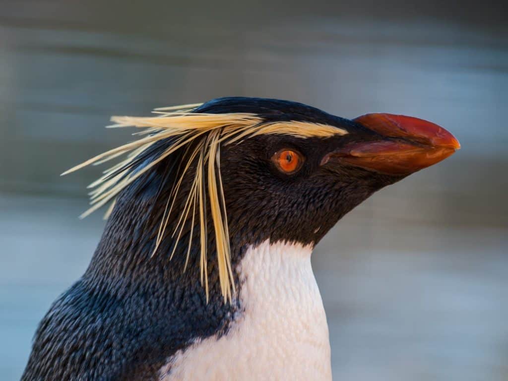 Un primo piano di un pinguino saltaroccia allo Zoo di Edimburgo, Regno Unito.