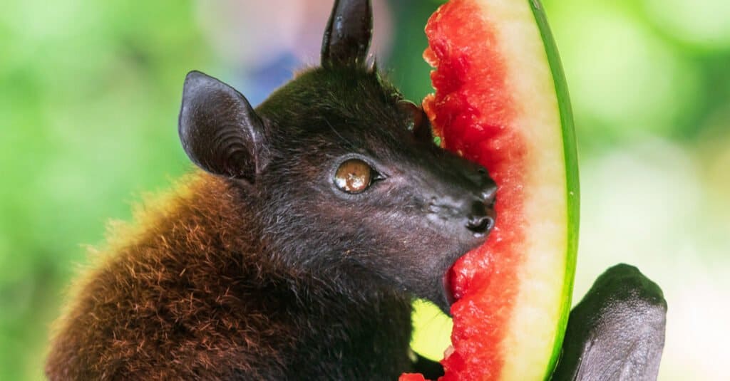 Cosa mangiano i pipistrelli - Pipistrello della frutta che mangia anguria