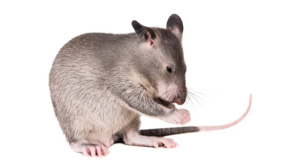 I ratti più grandi: ratto in sacchetto del Gambia