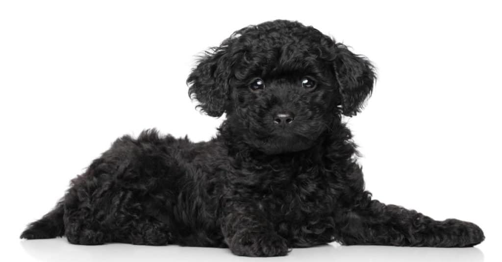 Cucciolo di barboncino Toy nero sdraiato su uno sfondo bianco