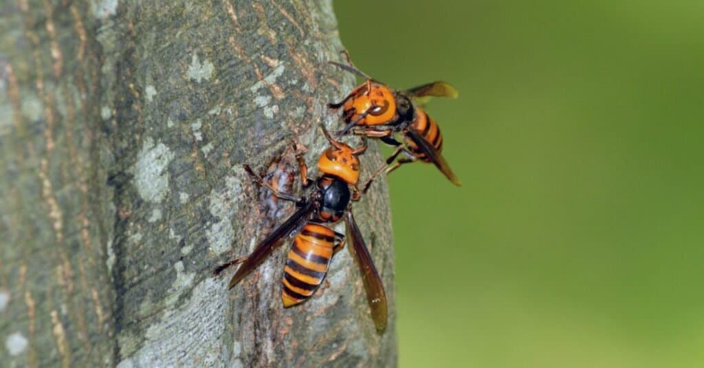 Nido di calabroni contro nido di vespe