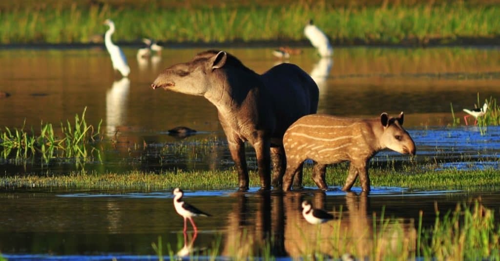 Incredibile animale della foresta pluviale: tapiro sudamericano