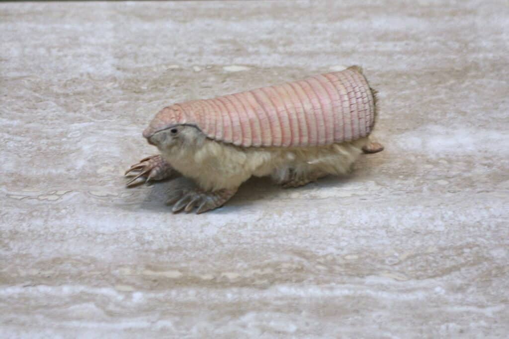 Armadillo delle fate rosa (Chlamyphorus truncatus)