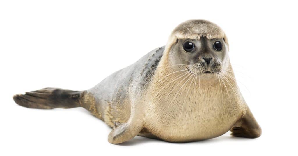 Harbour Seal sdraiato, guardando la telecamera, Phoca vitulina, 8 mesi, isolata su bianco