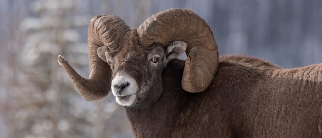 Pecora Bighorn nel Parco Nazionale di Jasper Canada