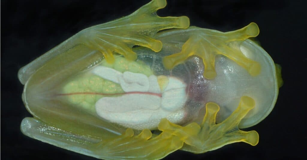 Rana di vetro - Parte inferiore della rana di vetro