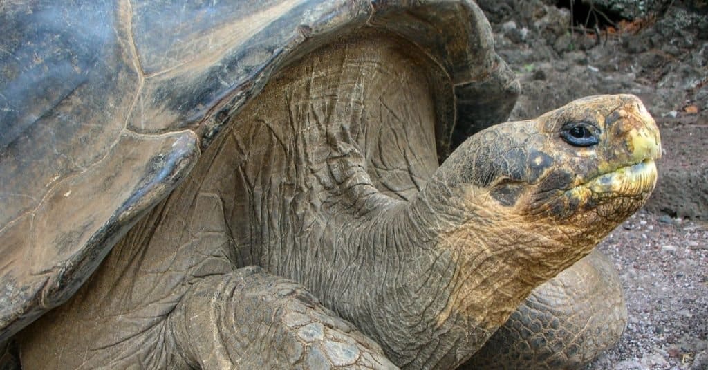 Animali estinti: tartaruga gigante di Pinta