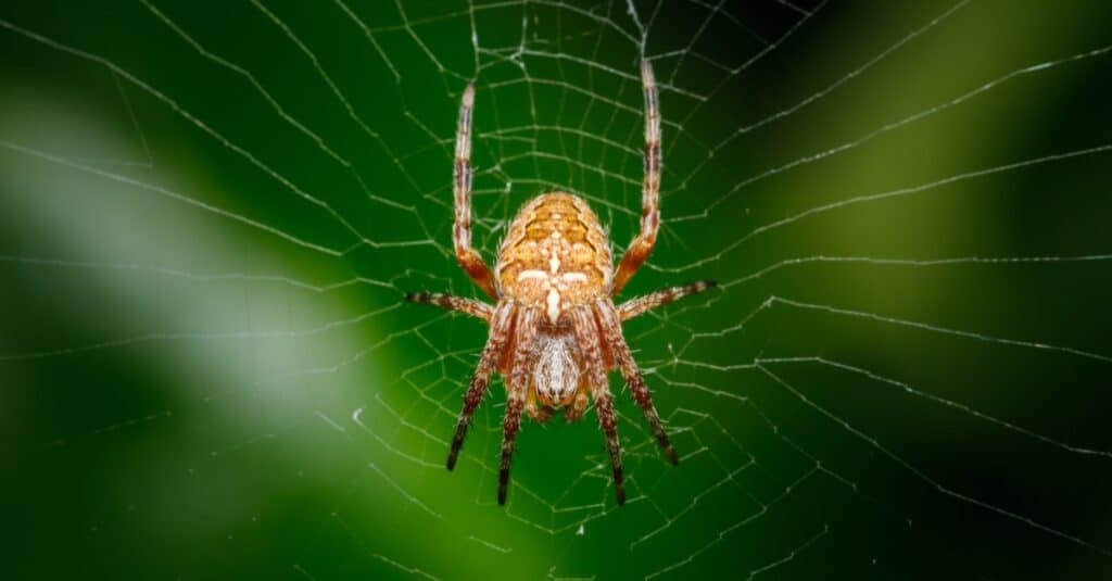 Cosa mangiano i ragni-web