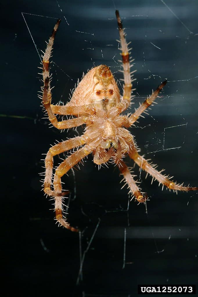 L'acclamato Texas Orb Weaver Spider