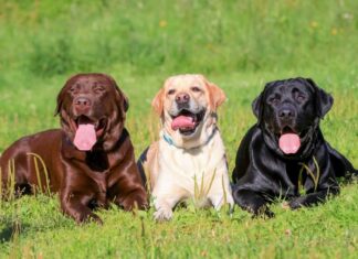 10 razze di cani da caccia alle anatre
