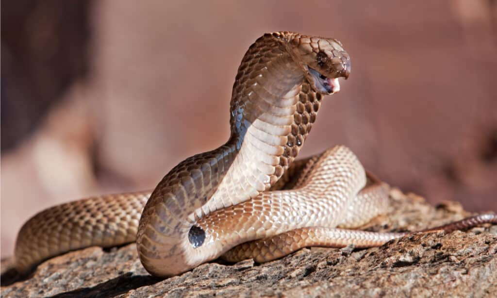 I morsi di serpente più mortali - Cape Cobra