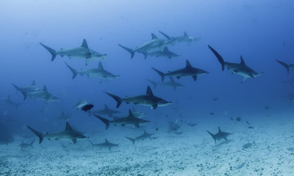 Scuola di squali martello smerlati che nuotano su un fondale oceanico sabbioso, Isola di Darwin.