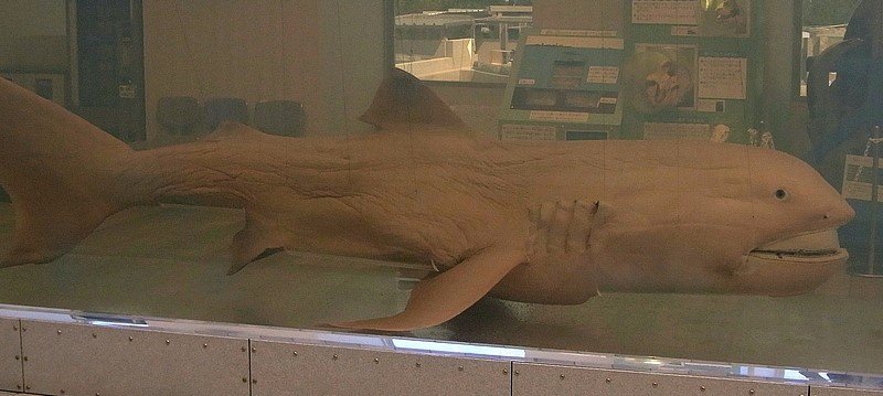 Gli animali più strani Megamouth Shark