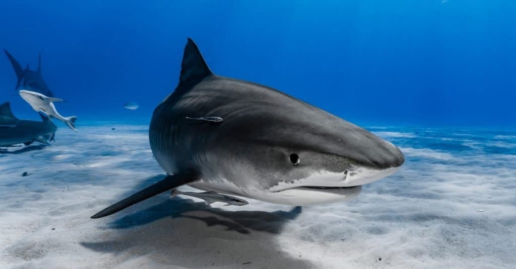 Animali preferiti e più popolari: squalo
