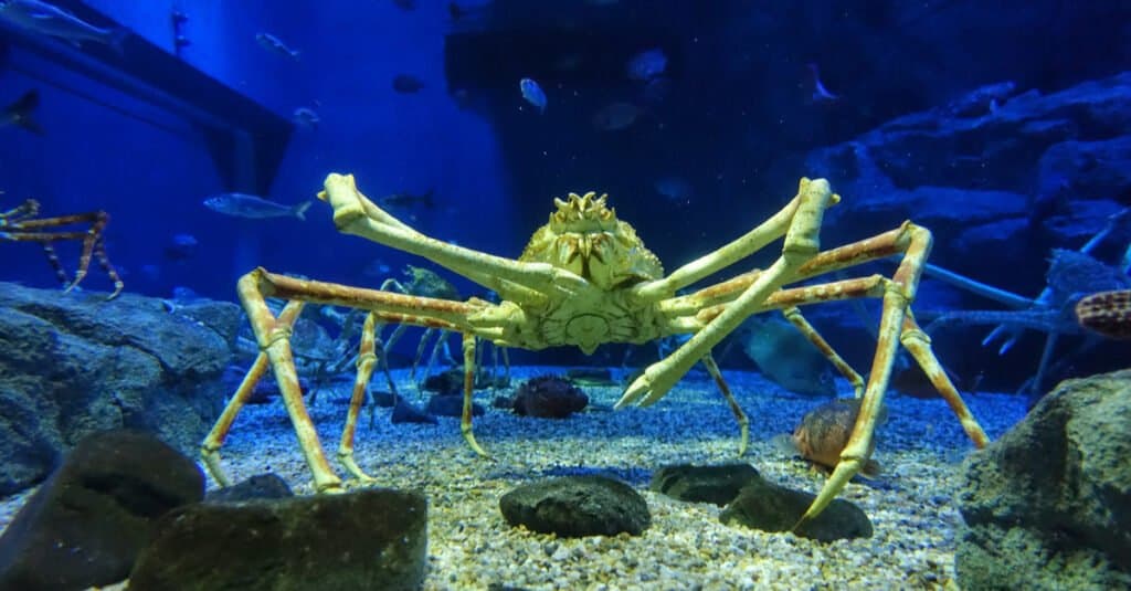creature del mare profondo del granchio ragno giapponese