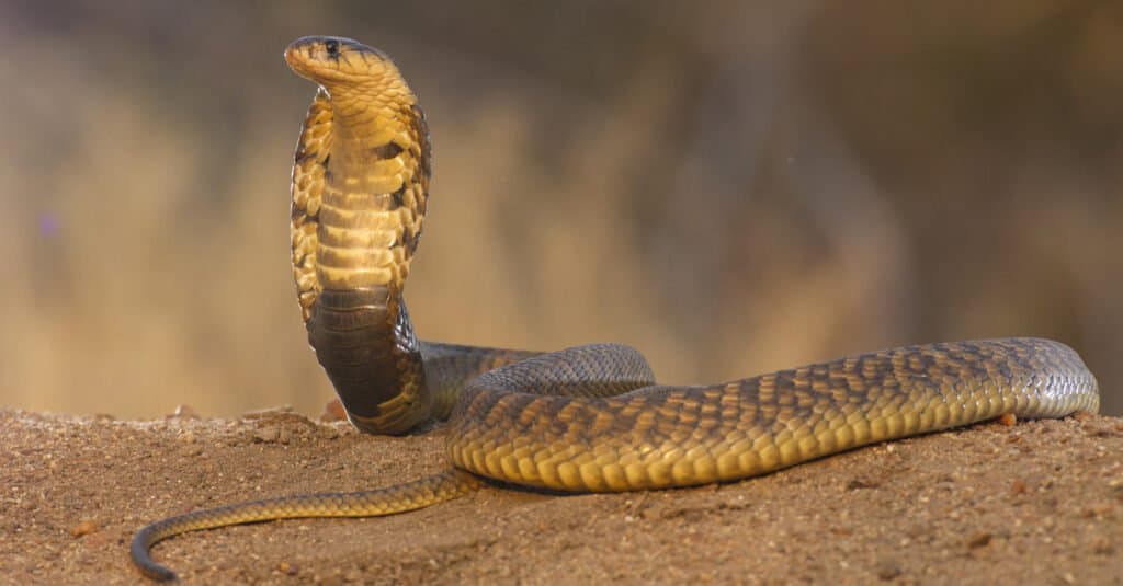 Cobra egiziano su un tronco