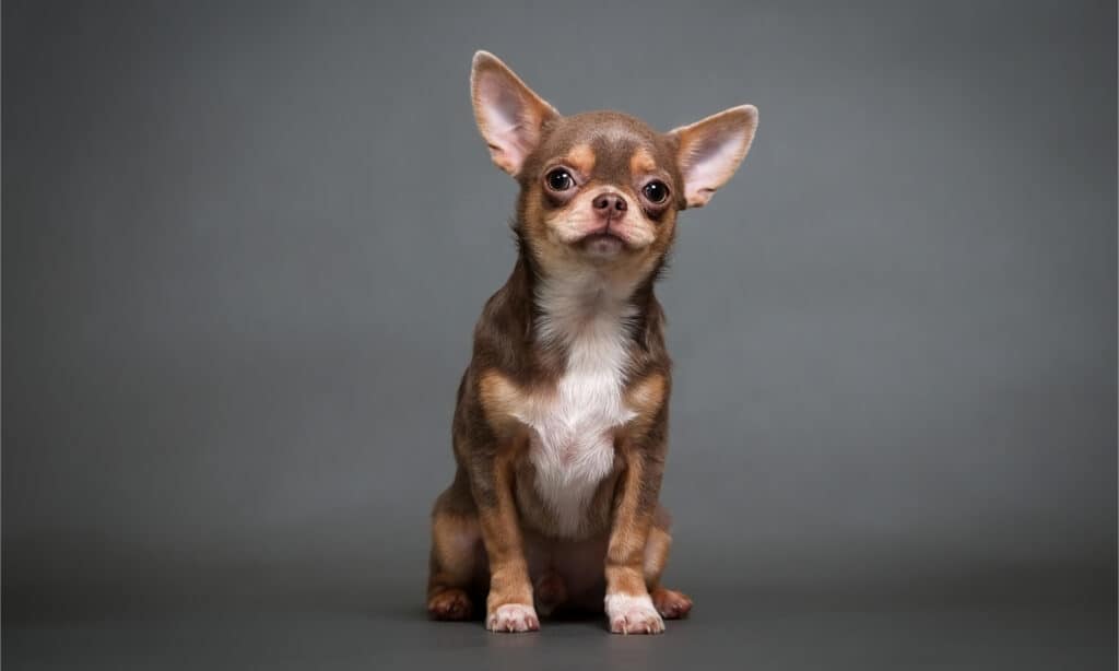 Cucciolo di Chihuahua su sfondo nero
