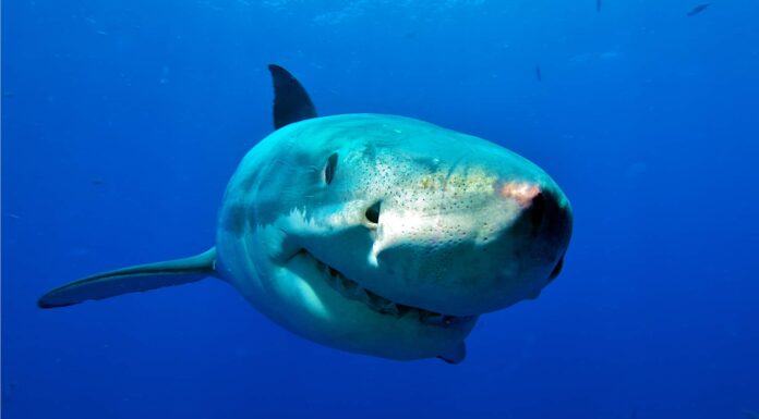 14 incredibili squali nelle acque dello stato di Washington
