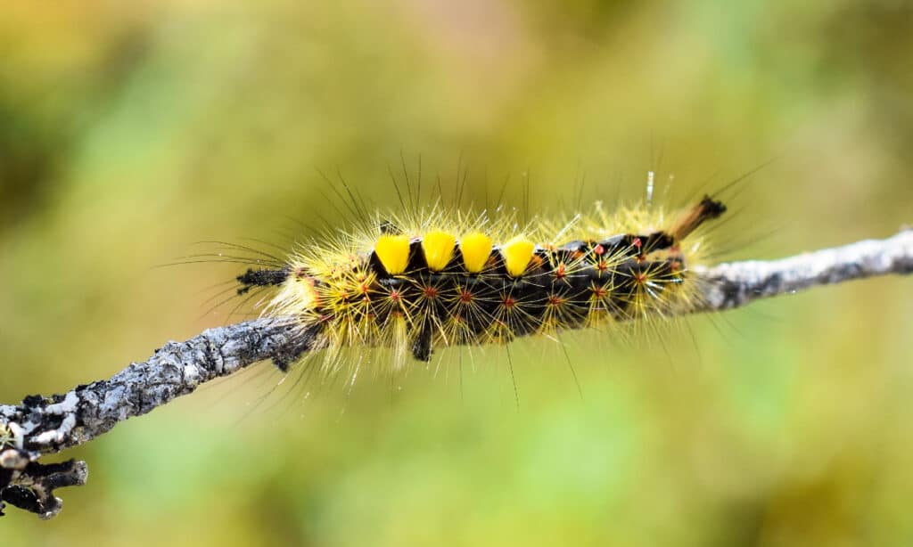 Bruco Tussock