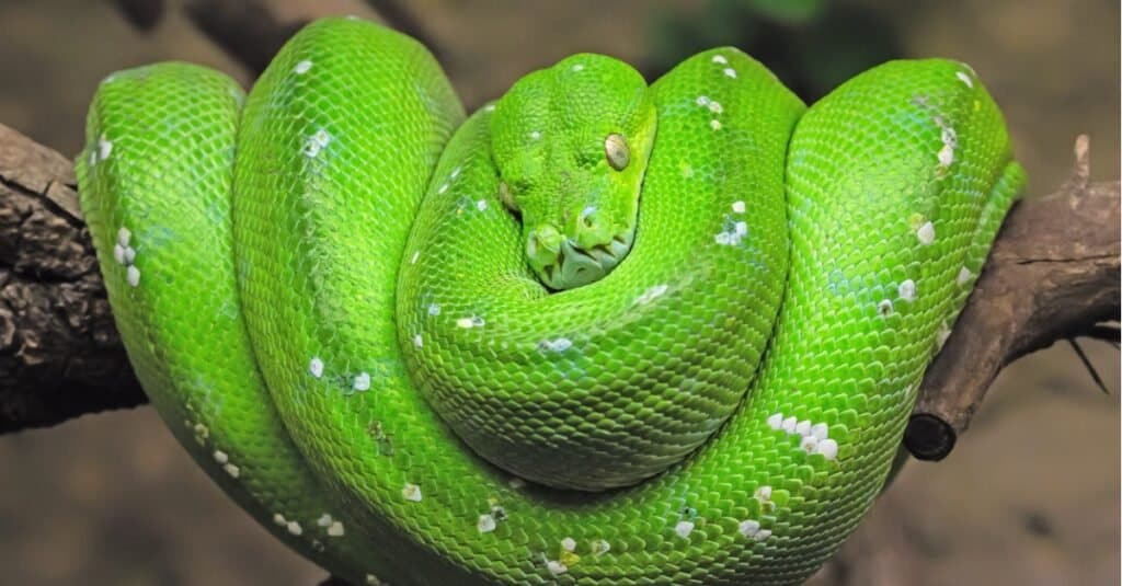 Vista ravvicinata di un pitone verde (Morelia viridis).  Il serpente ha una testa a forma di diamante molto distinguibile.