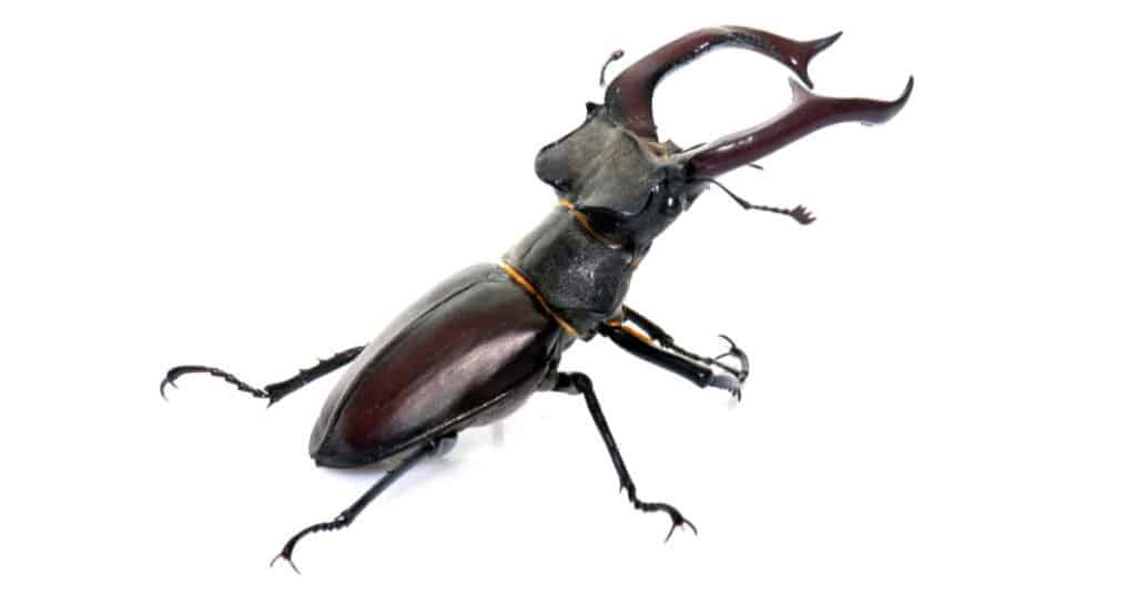 Stag Beetle-isolato