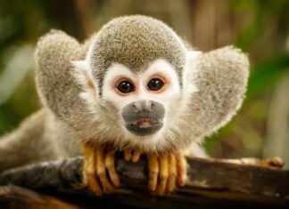 Illegal Pets to Own In the United States: Monkeys